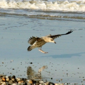 Photo de Mouette