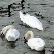 Photo de Races diffrentes