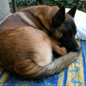 Photo de Berger belge malinois