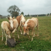 Photo de Haflinger