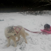 Photo de Husky siberien