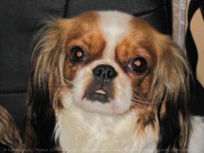 Photo de King charles spaniel