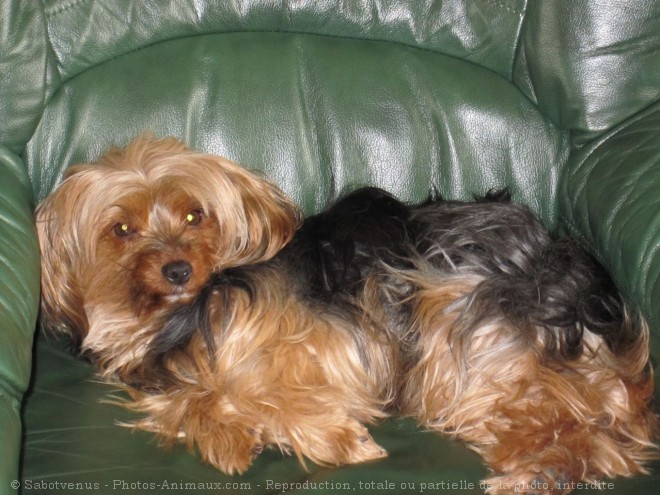 Photo de Yorkshire terrier