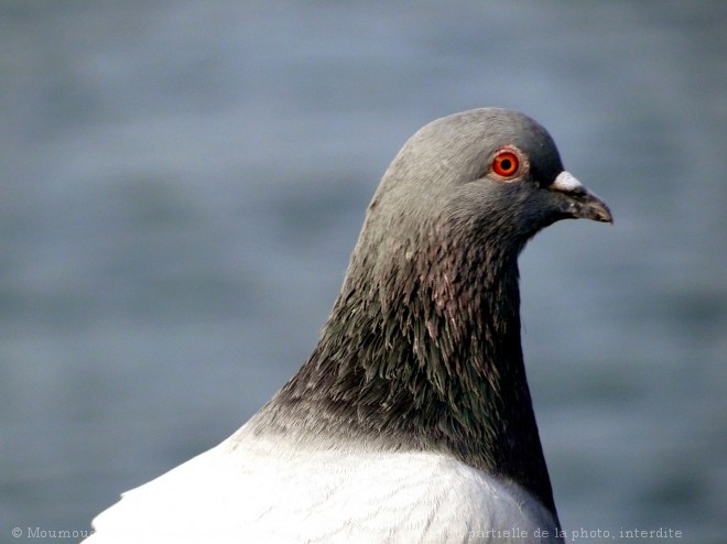 Photo de Pigeon