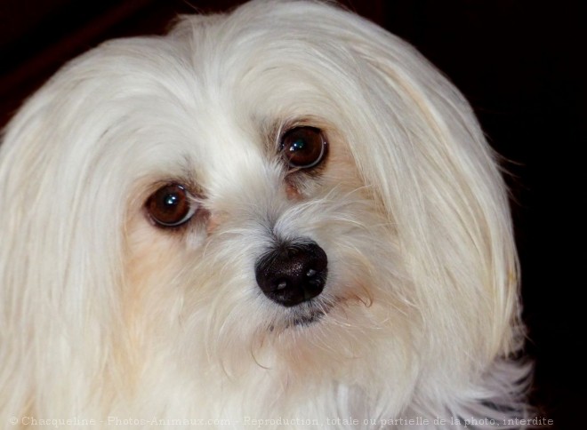 Photo de Coton de tulear