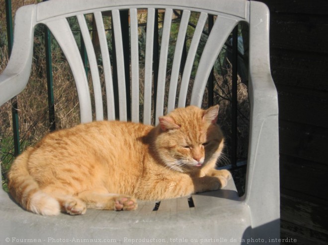 Photo de Chat domestique