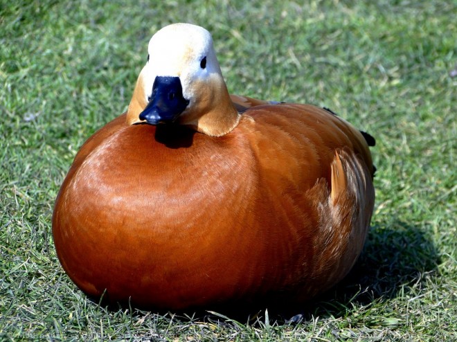 Photo de Canard tadorne casarca