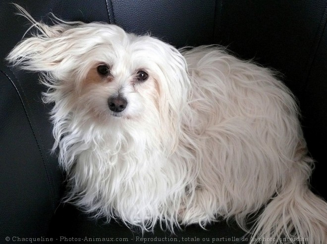 Photo de Coton de tulear