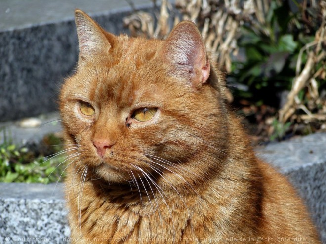 Photo de Chat domestique