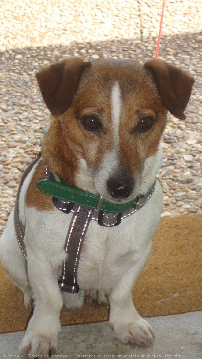 Photo de Jack russell terrier