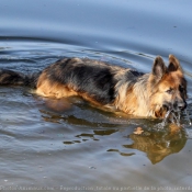 Photo de Berger allemand  poil court