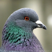 Photo de Pigeon