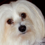 Photo de Coton de tulear