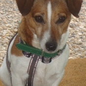 Photo de Jack russell terrier