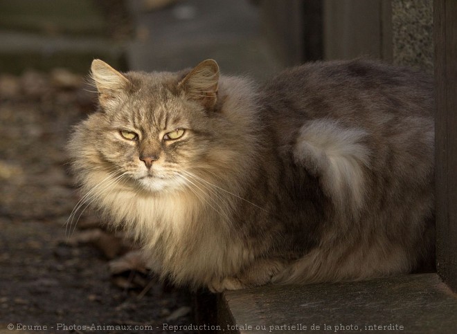 Photo de Chat domestique