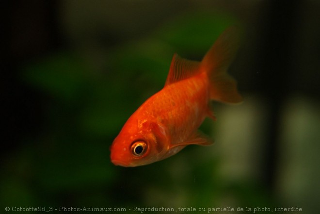 Photo de Poissons rouges