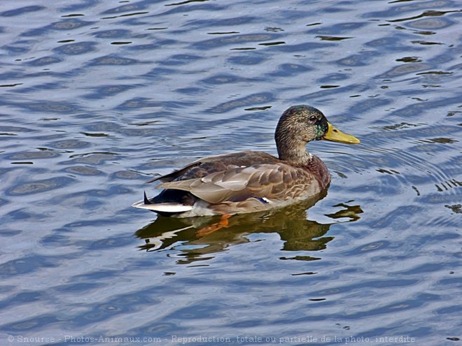 Photo de Canard colvert