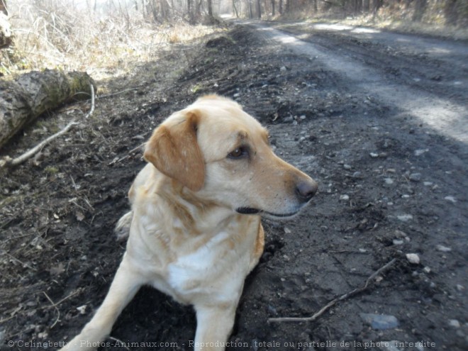 Photo de Labrador retriever