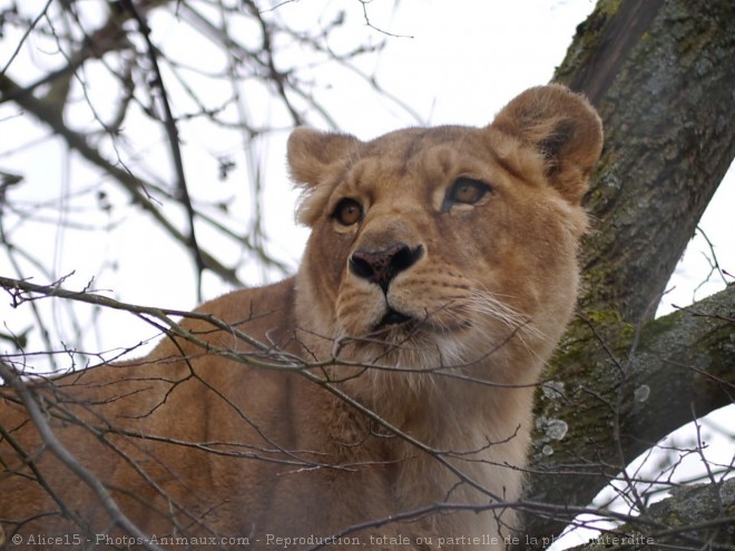 Photo de Lion