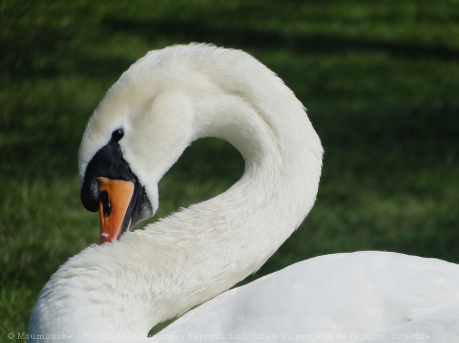 Photo de Cygne