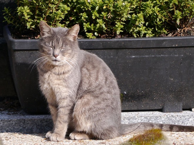 Photo de Chat domestique