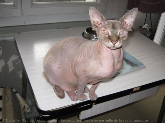 Photo de Sphynx