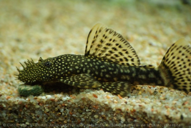 Photo de Poissons exotiques