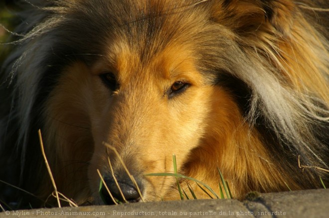 Photo de Colley  poil long