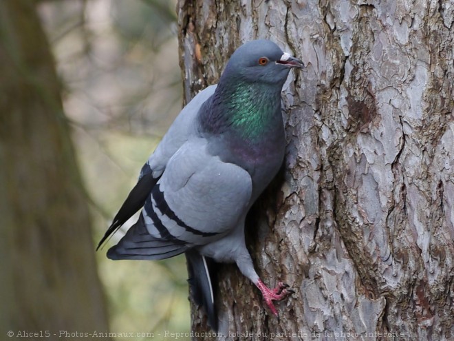 Photo de Pigeon