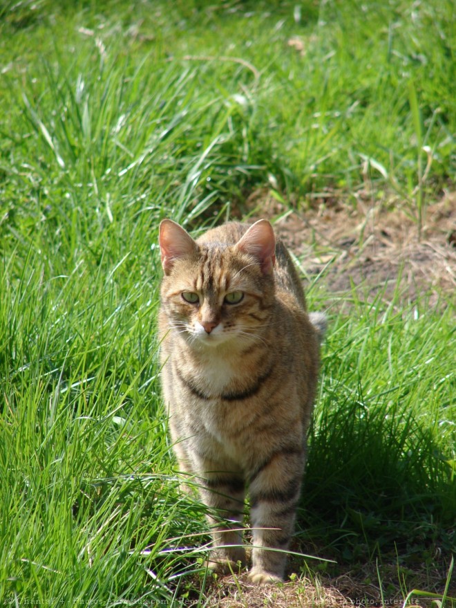 Photo de Chat domestique