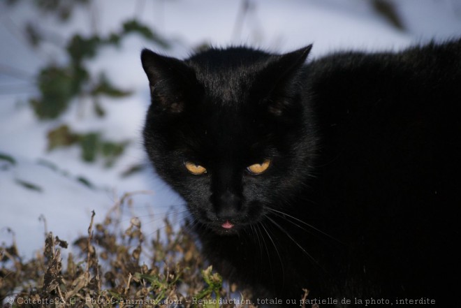 Photo de Chat domestique