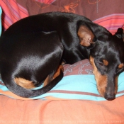 Photo de Pinscher nain