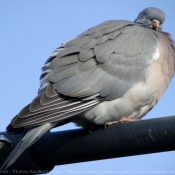 Photo de Pigeon - ramier