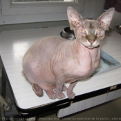 Photo de Sphynx