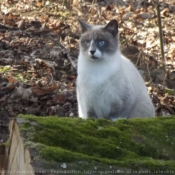 Photo de Chat domestique