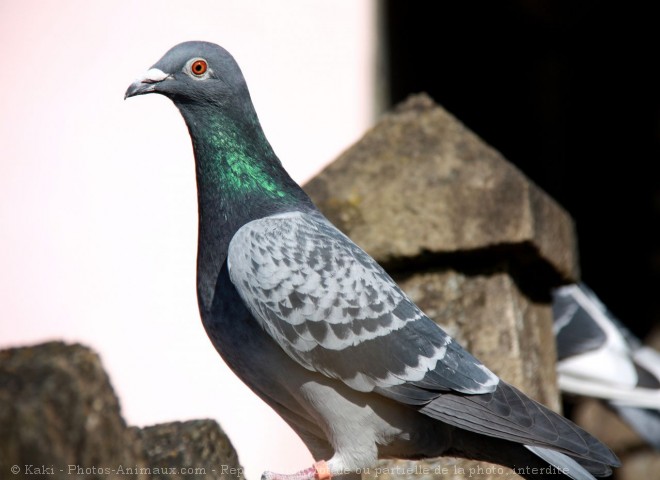 Photo de Pigeon