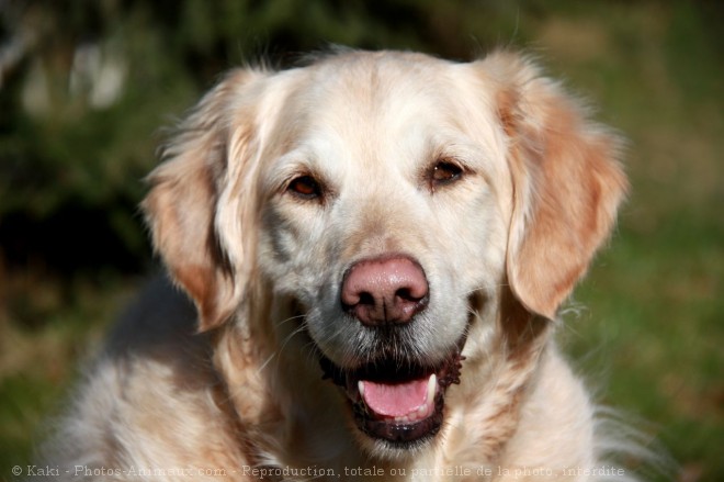 Photo de Golden retriever