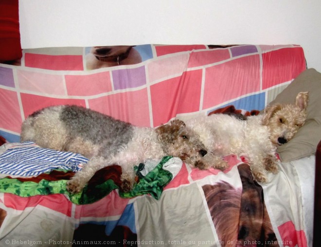 Photo de Fox terrier  poil dur