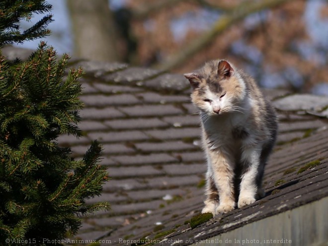 Photo de Chat domestique