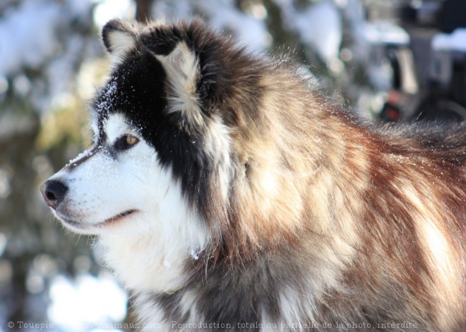 Photo de Malamute de l'alaska