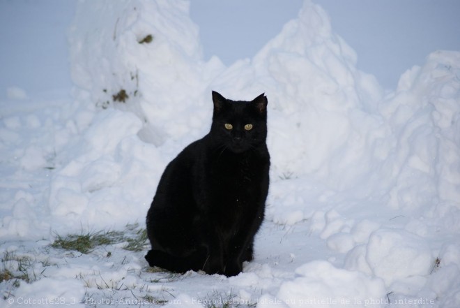 Photo de Chat domestique