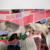 Photo de Fox terrier  poil dur