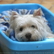 Photo de West highland white terrier