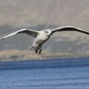 Photo de Mouette