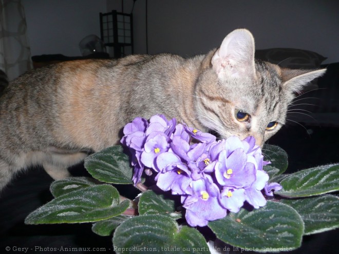 Photo de Chat domestique