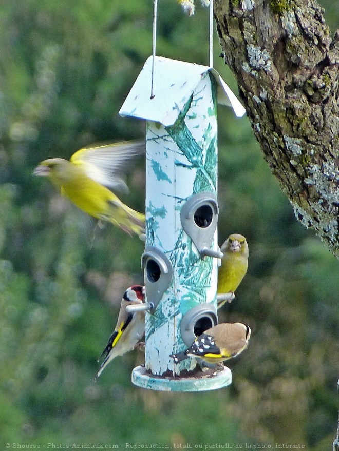 Photo de Races diffrentes