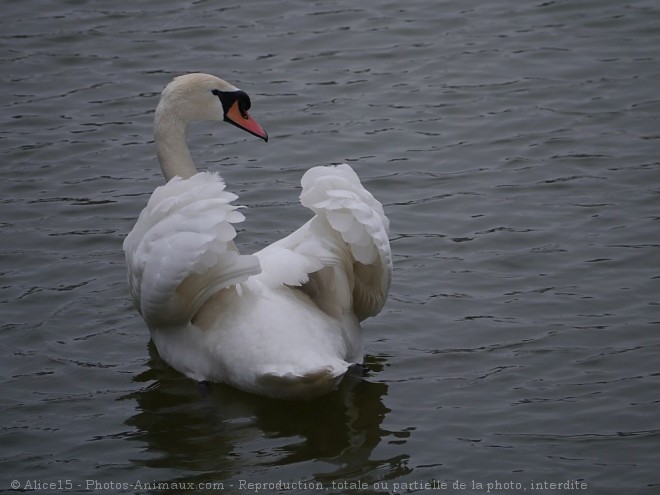 Photo de Cygne