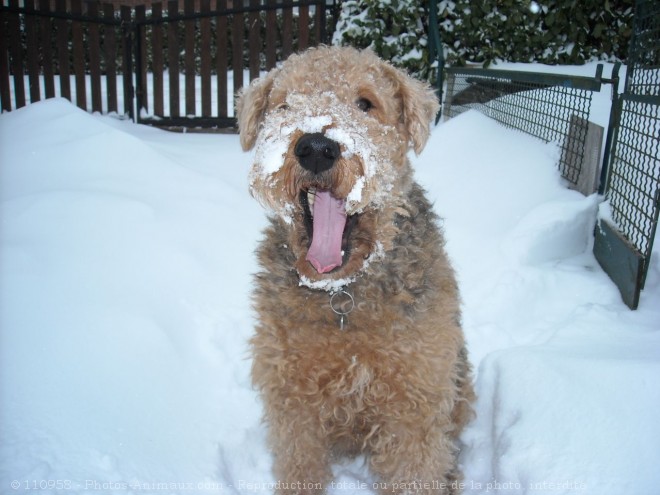 Photo d'Airedale terrier