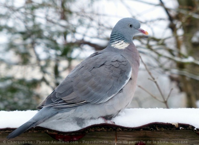 Photo de Pigeon - ramier