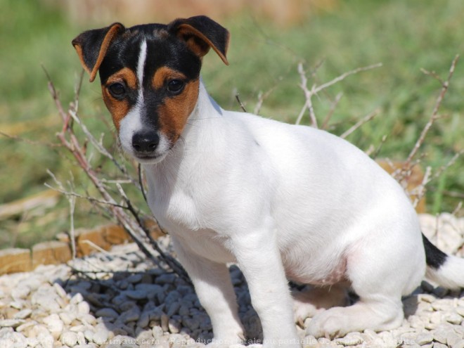 Photo de Jack russell terrier